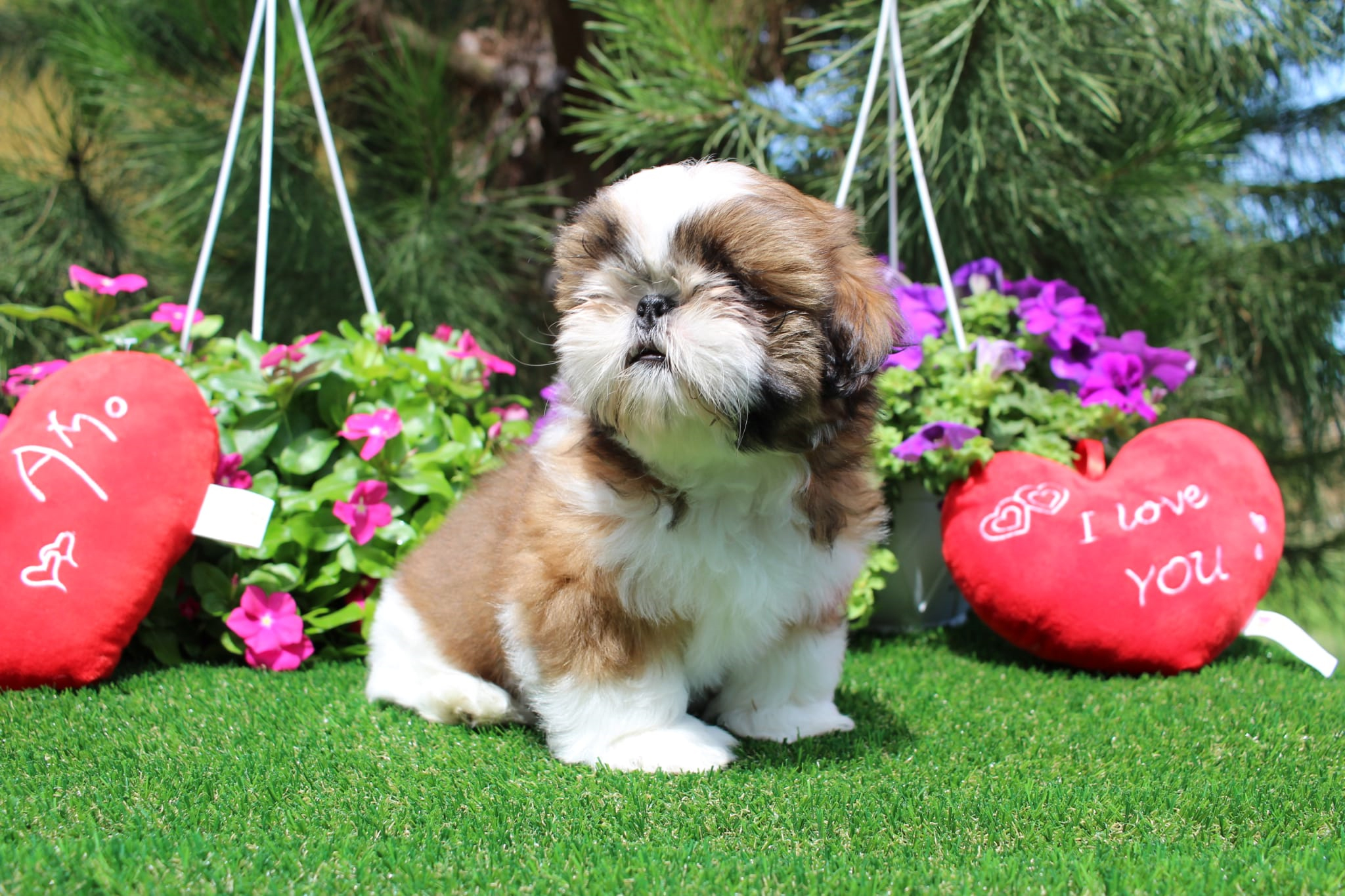 Allevamento Shih Tzu Angel Crystal